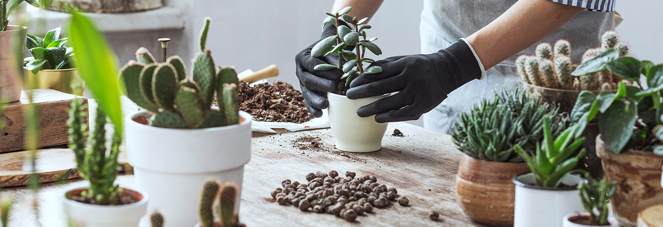 planting indoor gardening lockdown hobbies